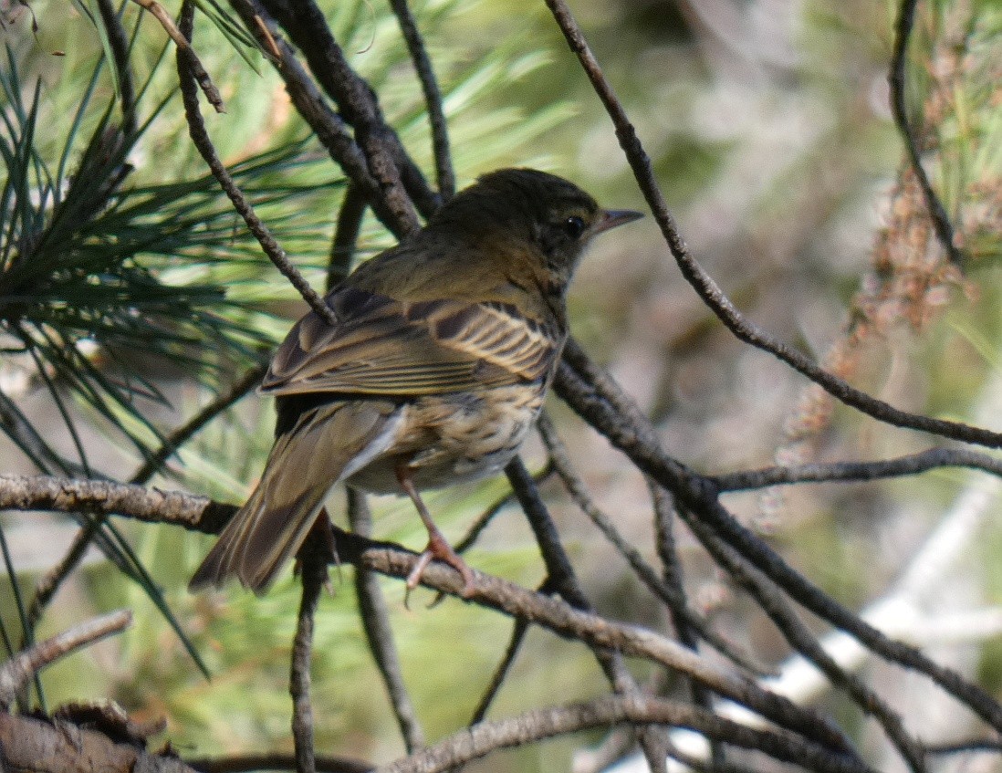 Olive-backed Pipit - ML615438562