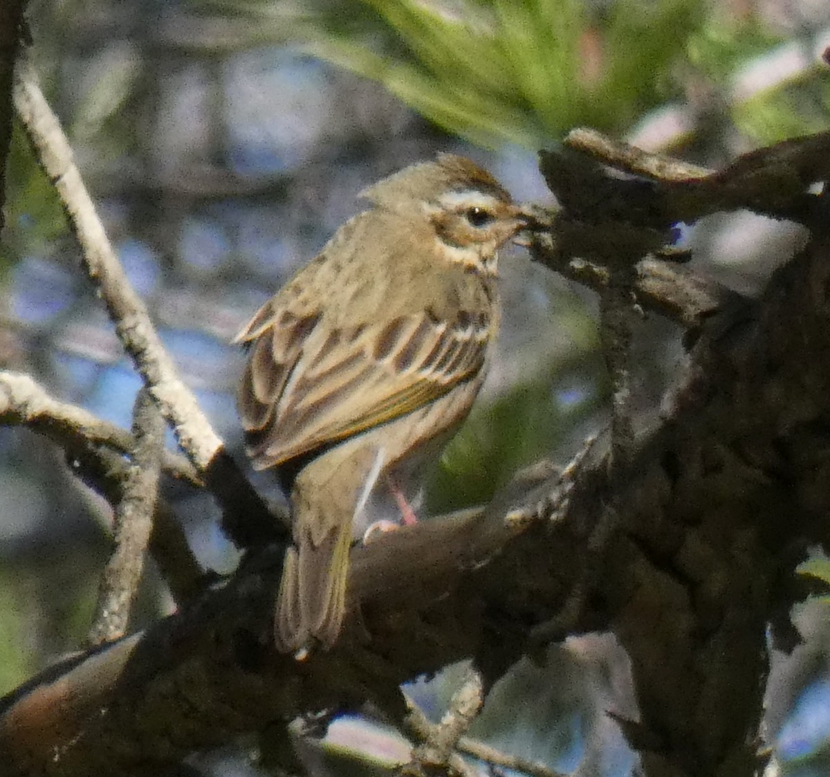 Olive-backed Pipit - ML615438563