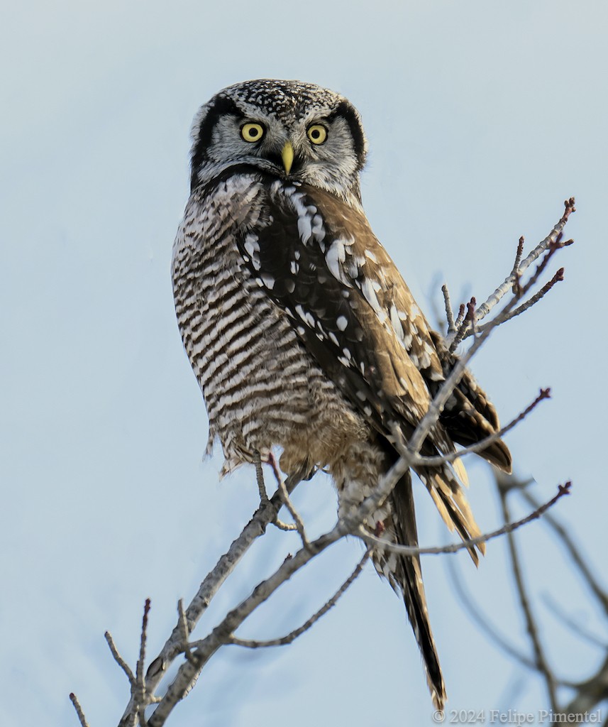 Northern Hawk Owl - ML615438751