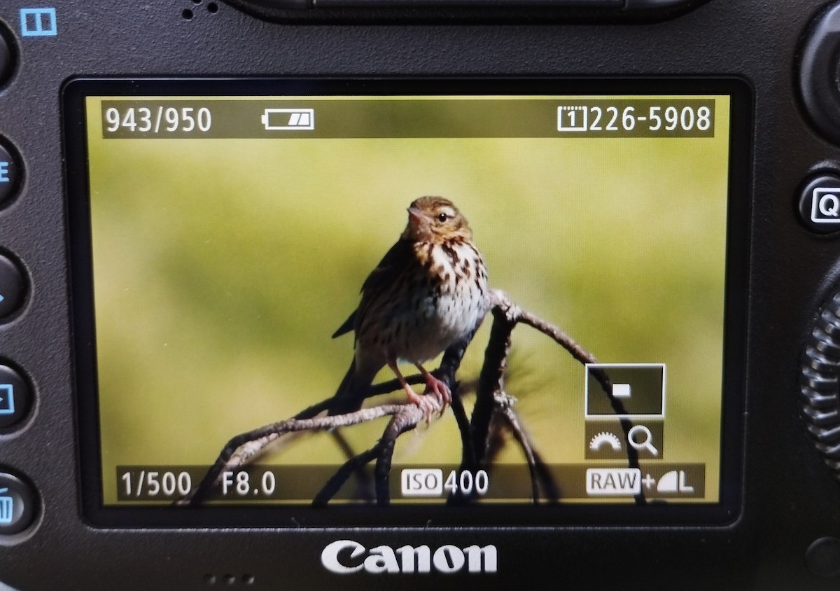 Olive-backed Pipit - ML615438843