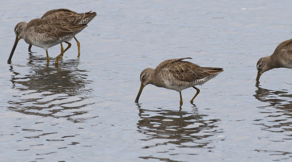 Long-billed Dowitcher - ML615438997