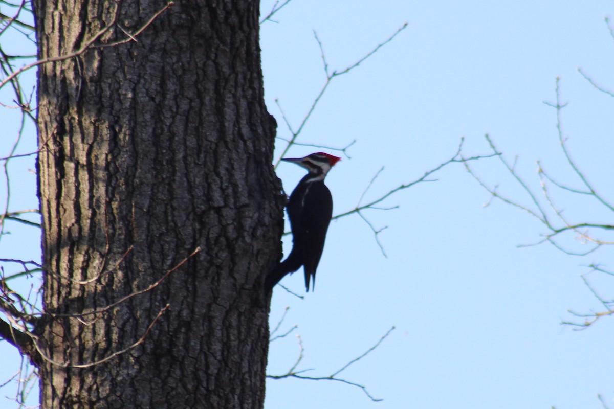 Pileated Woodpecker - ML615439166