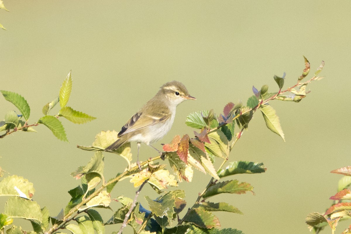 Two-barred Warbler - ML615439214