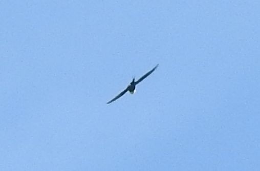 Great Swallow-tailed Swift - Shane Sater