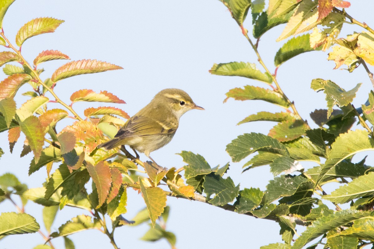 Two-barred Warbler - ML615439432