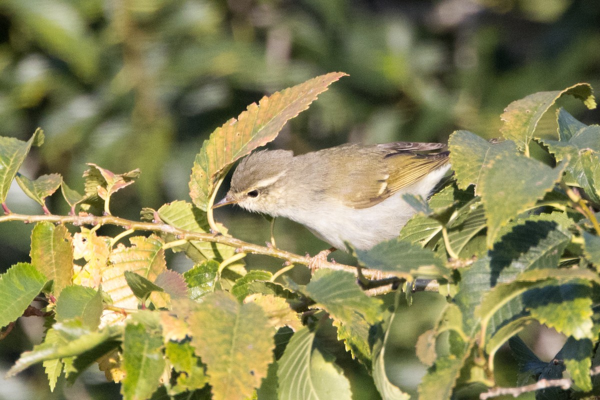 Two-barred Warbler - ML615439506