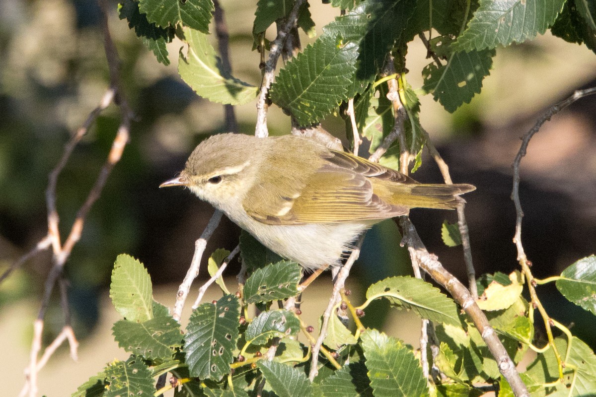 Two-barred Warbler - ML615439635
