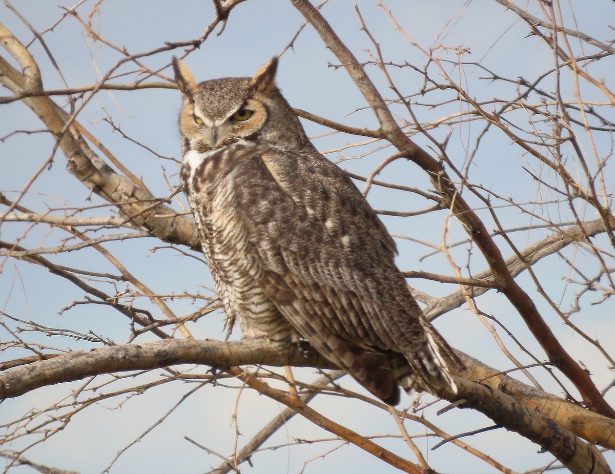 Great Horned Owl - ML615439647