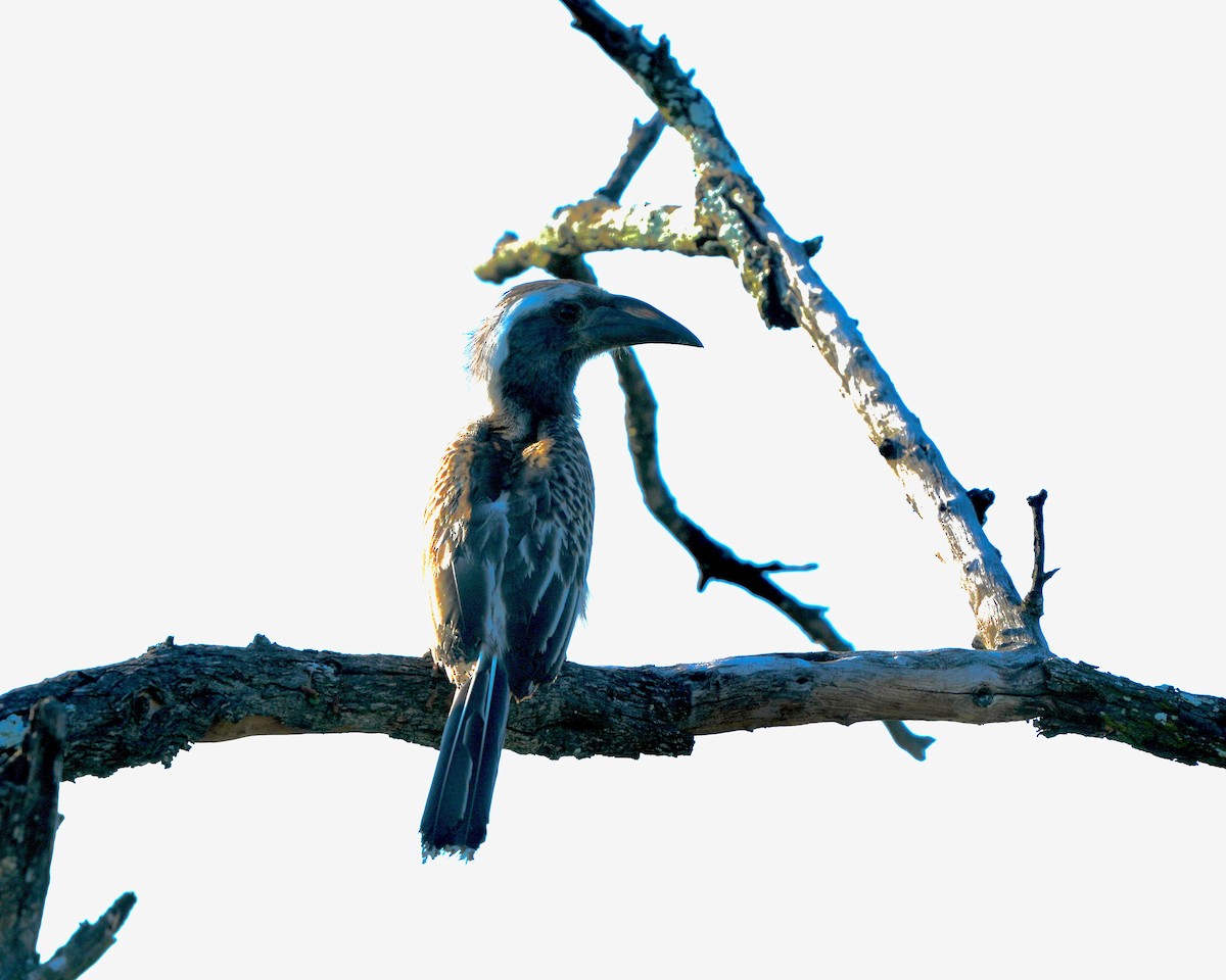 African Gray Hornbill - ML615439857
