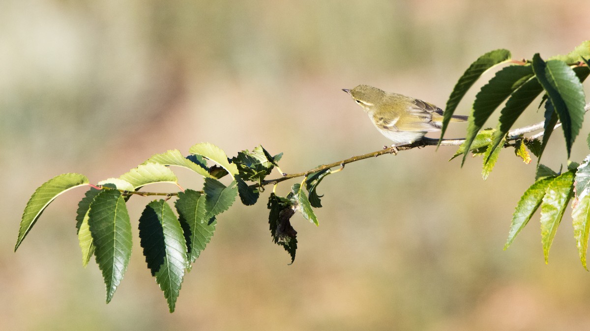 Two-barred Warbler - ML615439897