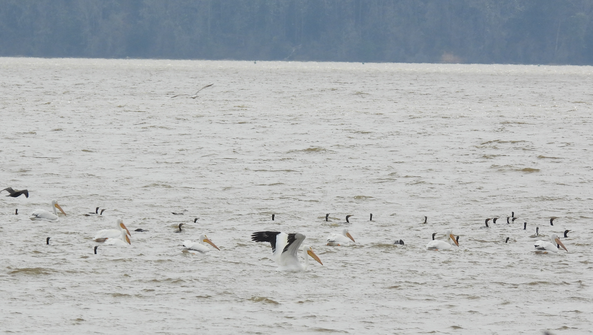 pelikán severoamerický - ML615440337