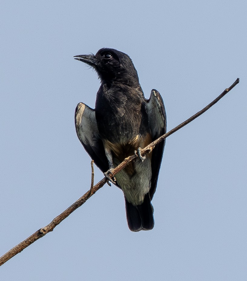 Swallow-winged Puffbird - ML615440417