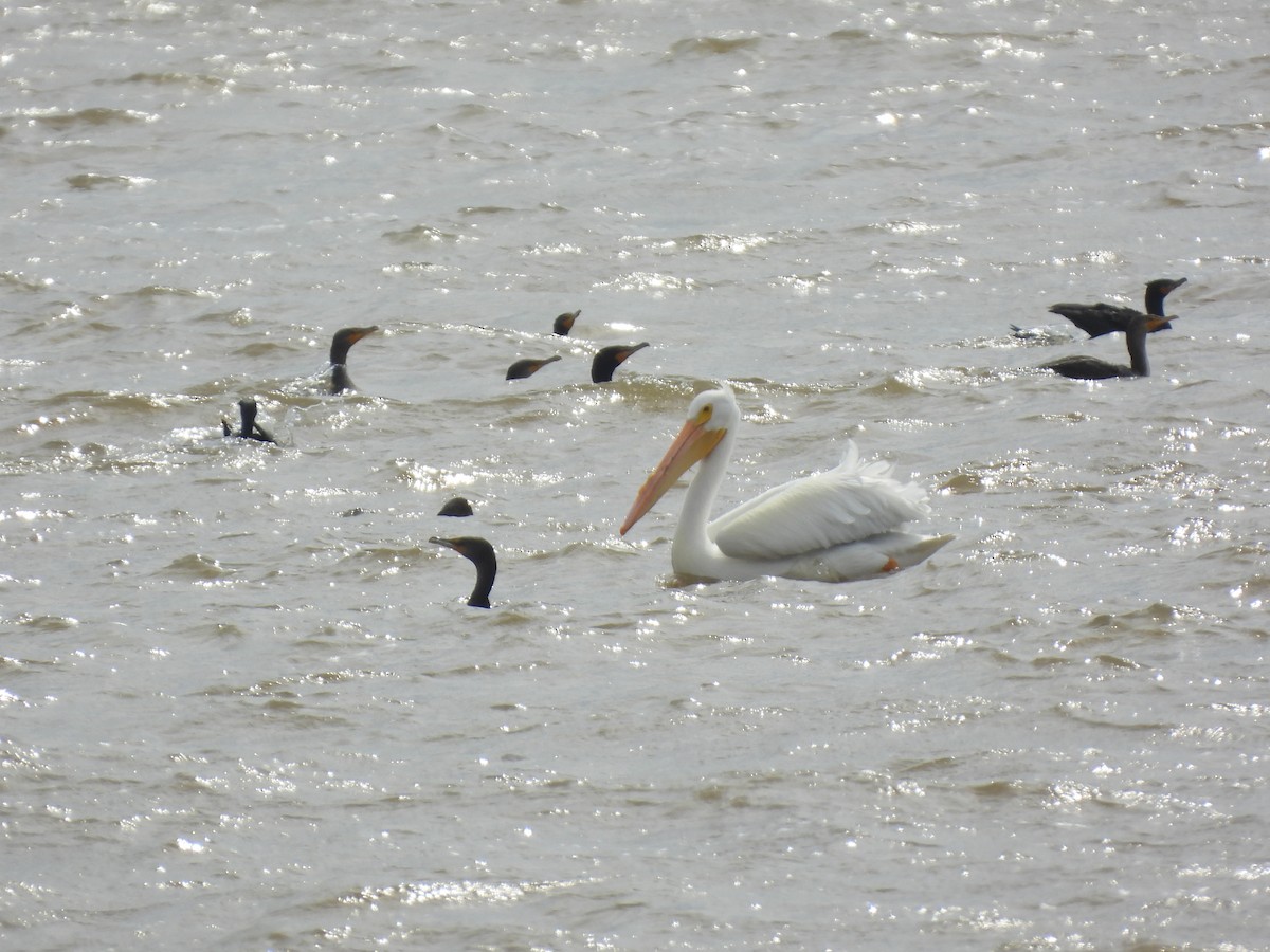 pelikán severoamerický - ML615440433