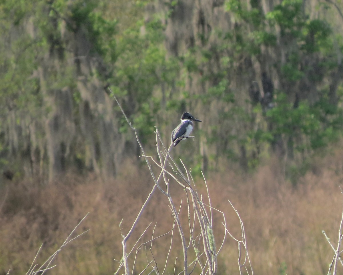 Belted Kingfisher - ML615440484
