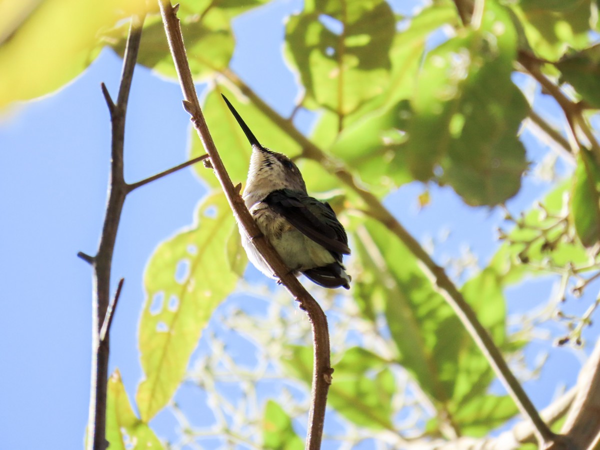 Ruby-throated Hummingbird - ML615440576