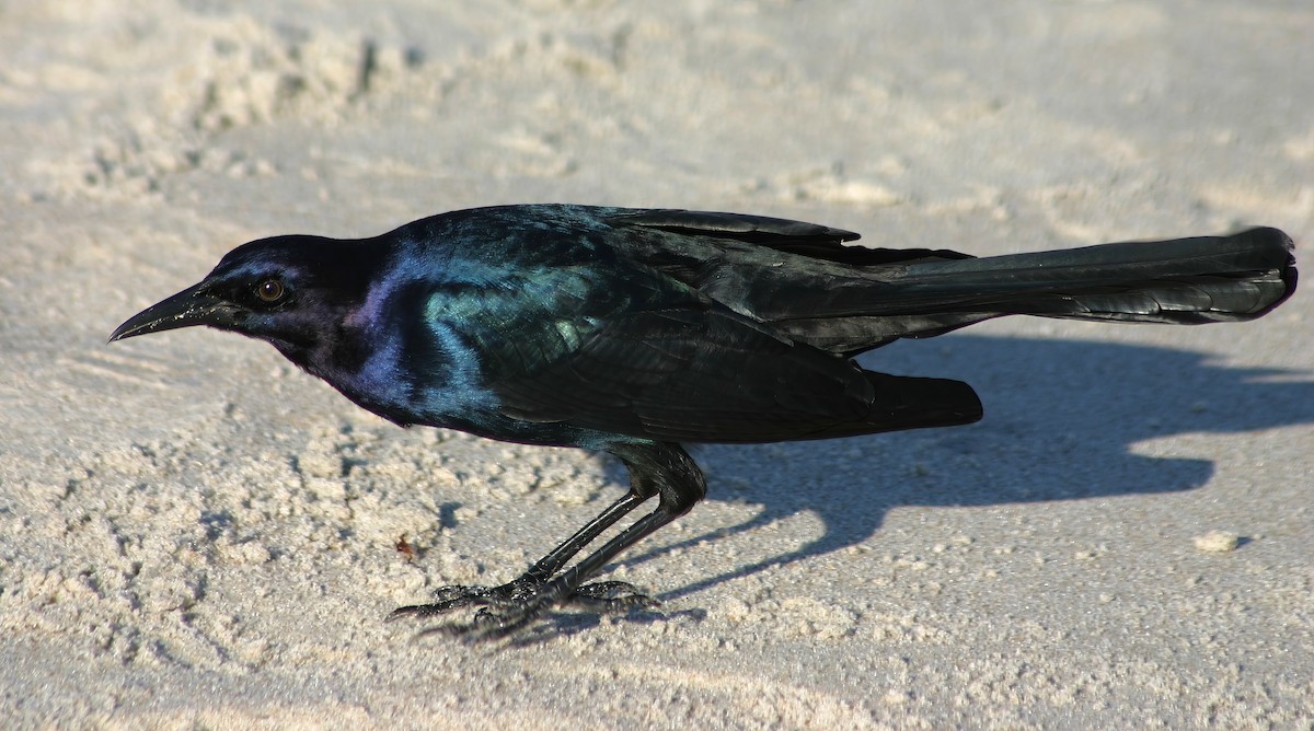 Boat-tailed Grackle - ML615440617