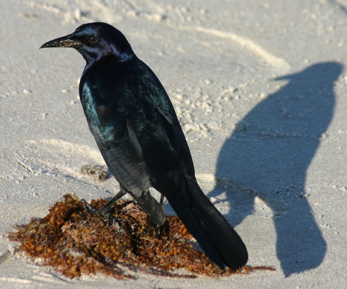 Boat-tailed Grackle - ML615440677