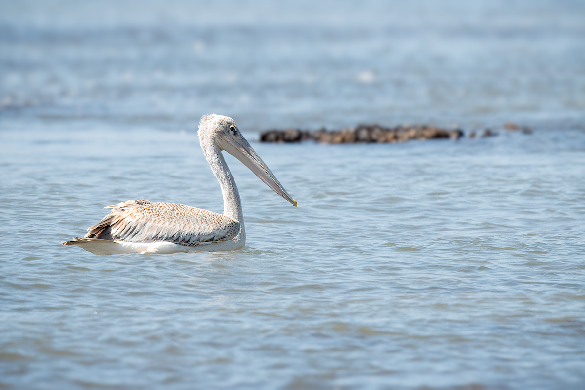 Pink-backed Pelican - ML615440797