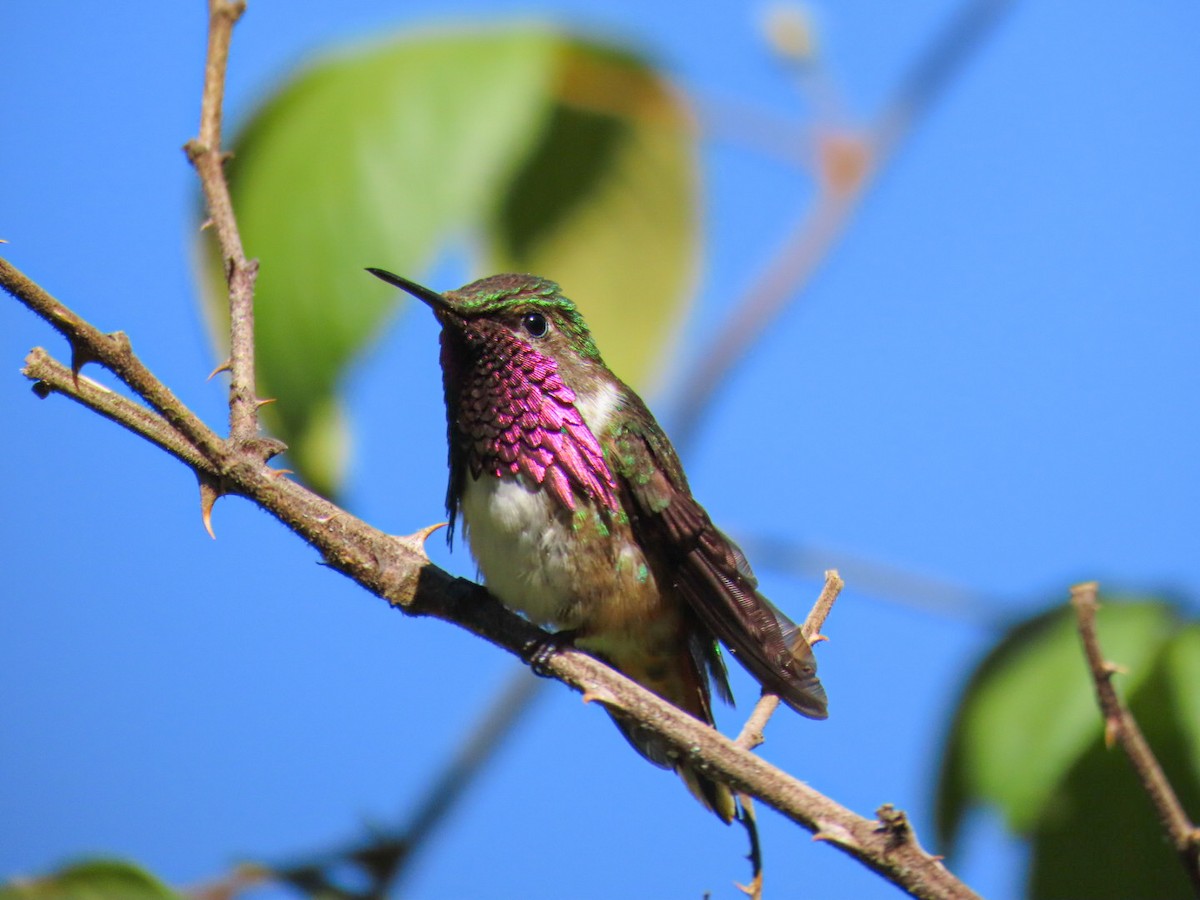 Wine-throated Hummingbird - ML615440851
