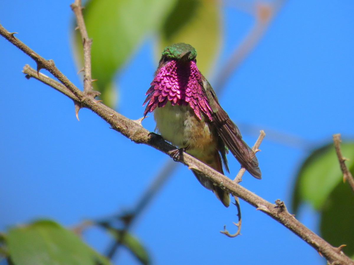Wine-throated Hummingbird - ML615440852