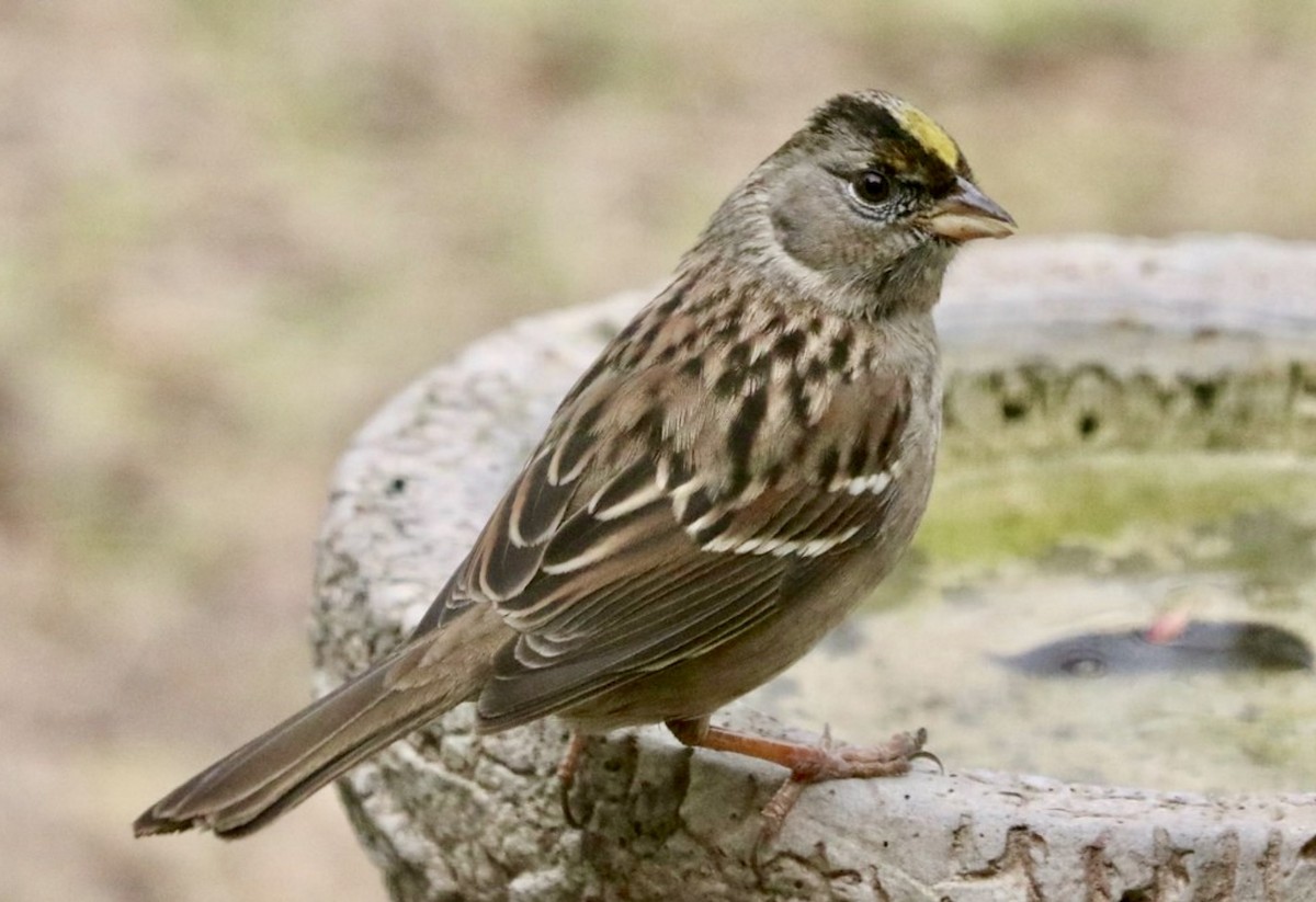 Golden-crowned Sparrow - Martha Vannoy