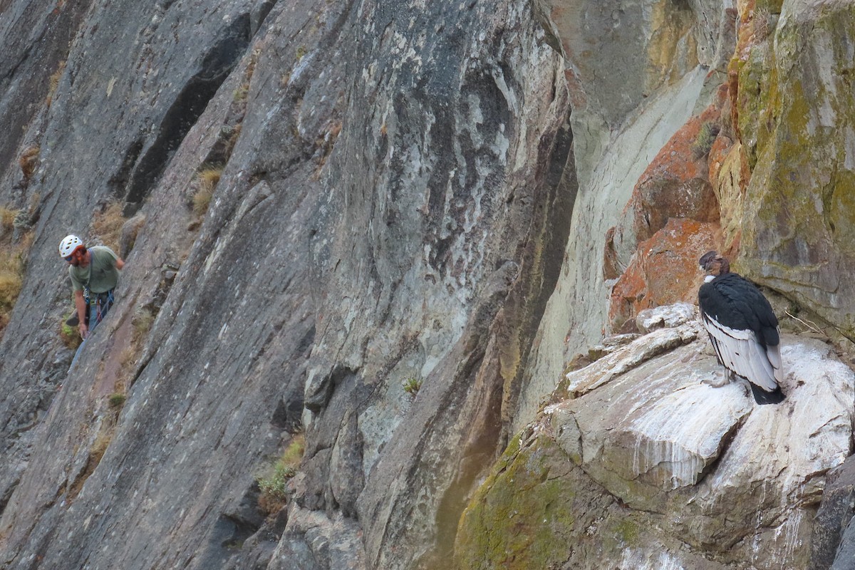 Condor des Andes - ML615441035