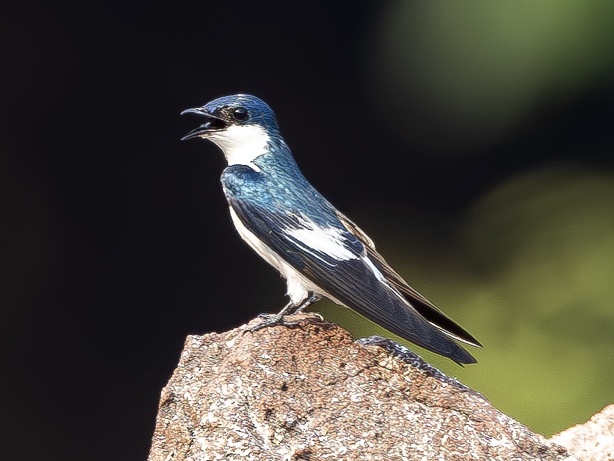 White-winged Swallow - ML615441231