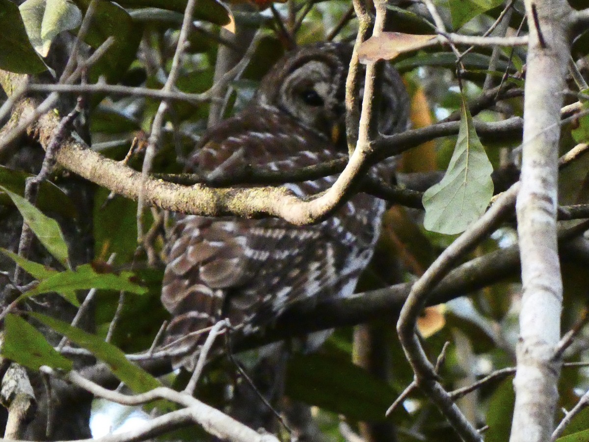 Barred Owl - ML615441257