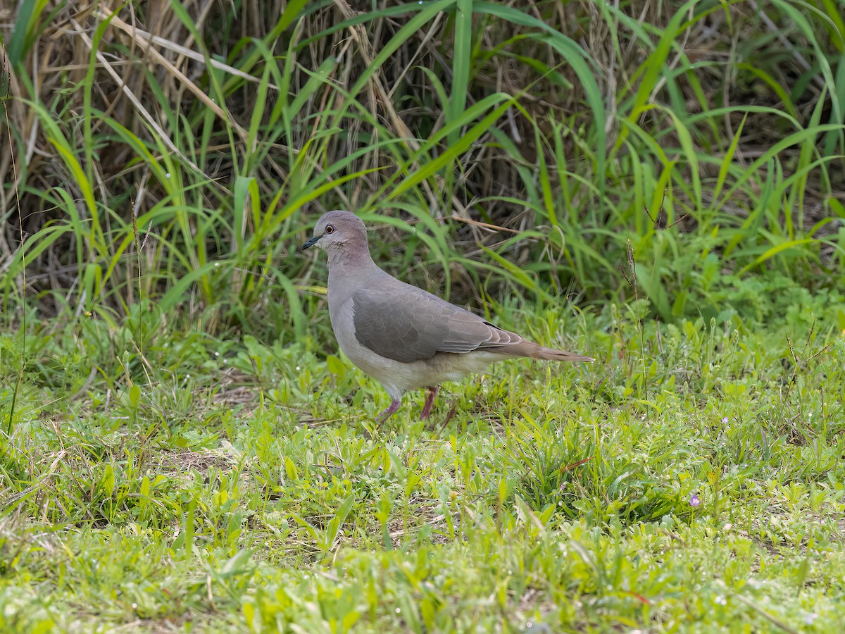 White-tipped Dove - Lee Wallace