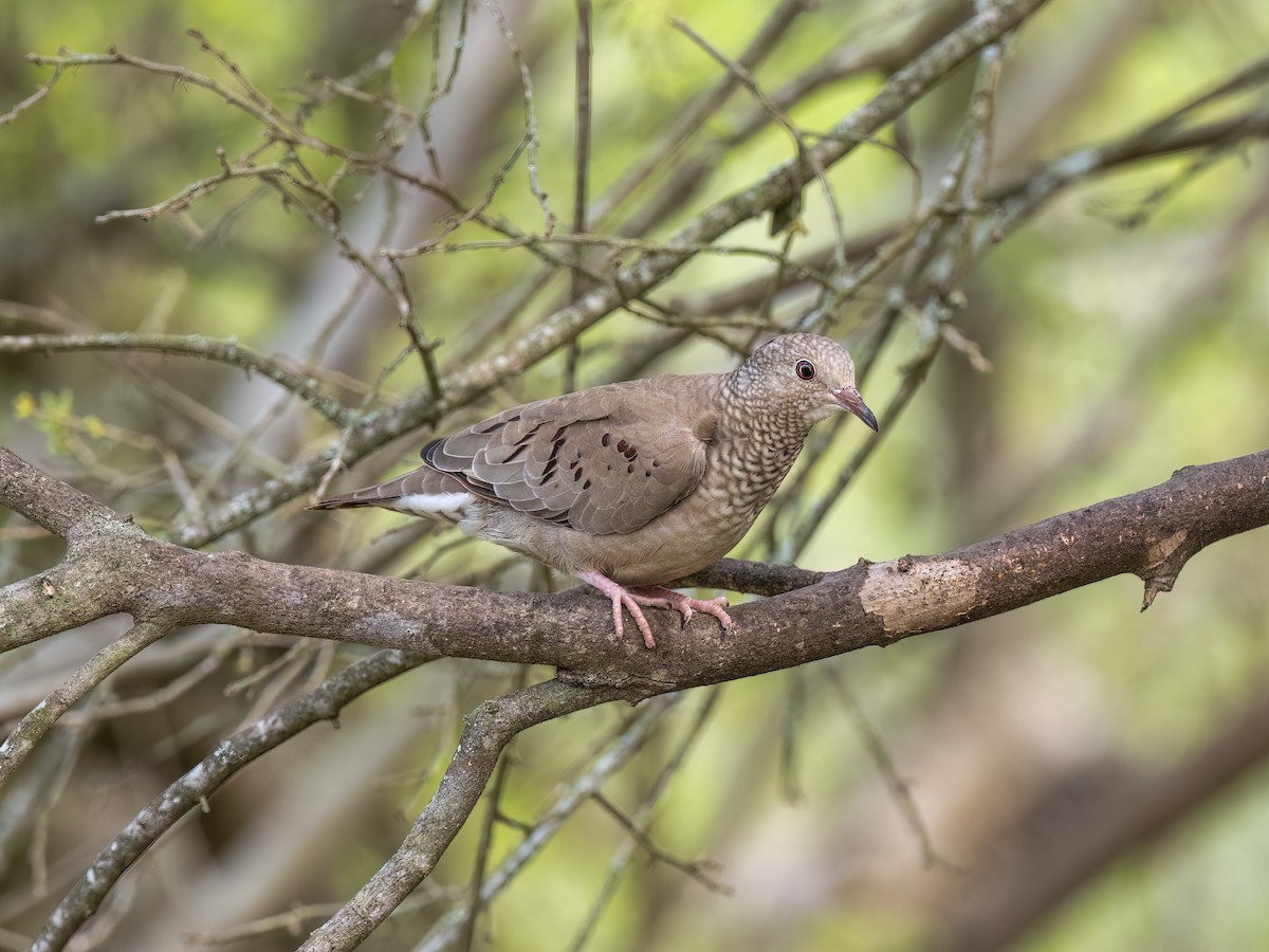 Common Ground Dove - Lee Wallace