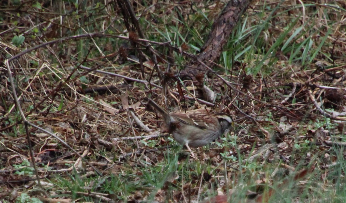 White-throated Sparrow - ML615441421