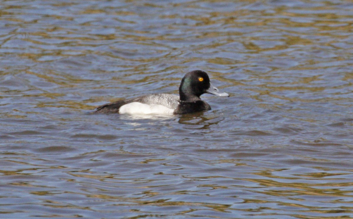 Greater Scaup - ML615441491