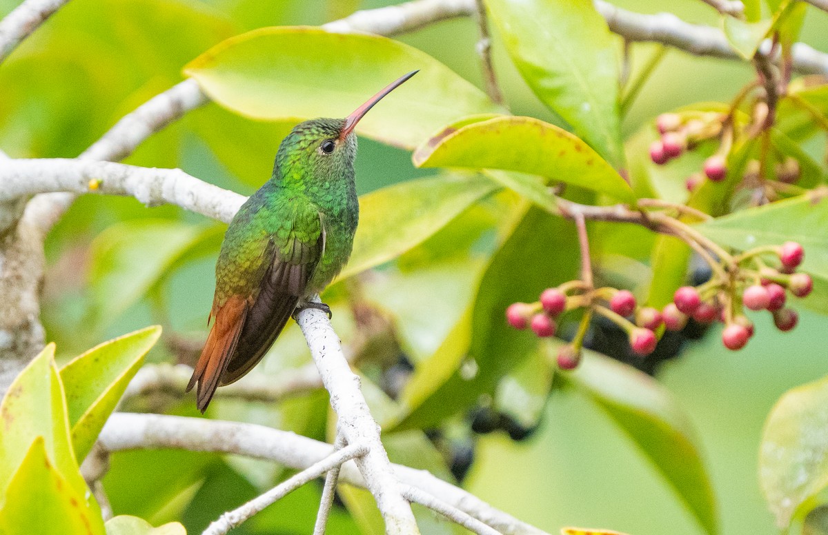 Rufous-tailed Hummingbird - Debra Craig