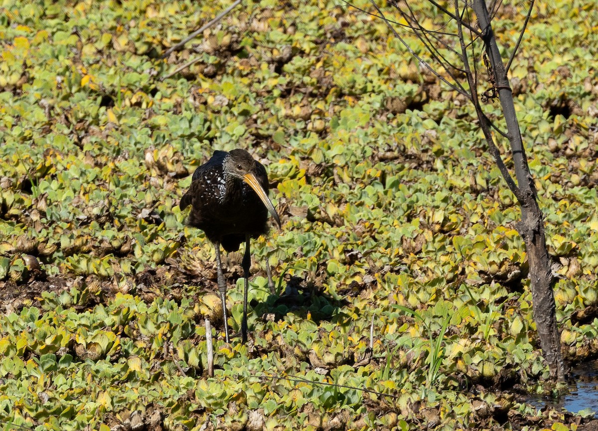 Limpkin (Brown-backed) - ML615441534