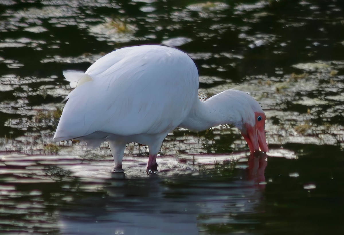 ibis bílý - ML615441561