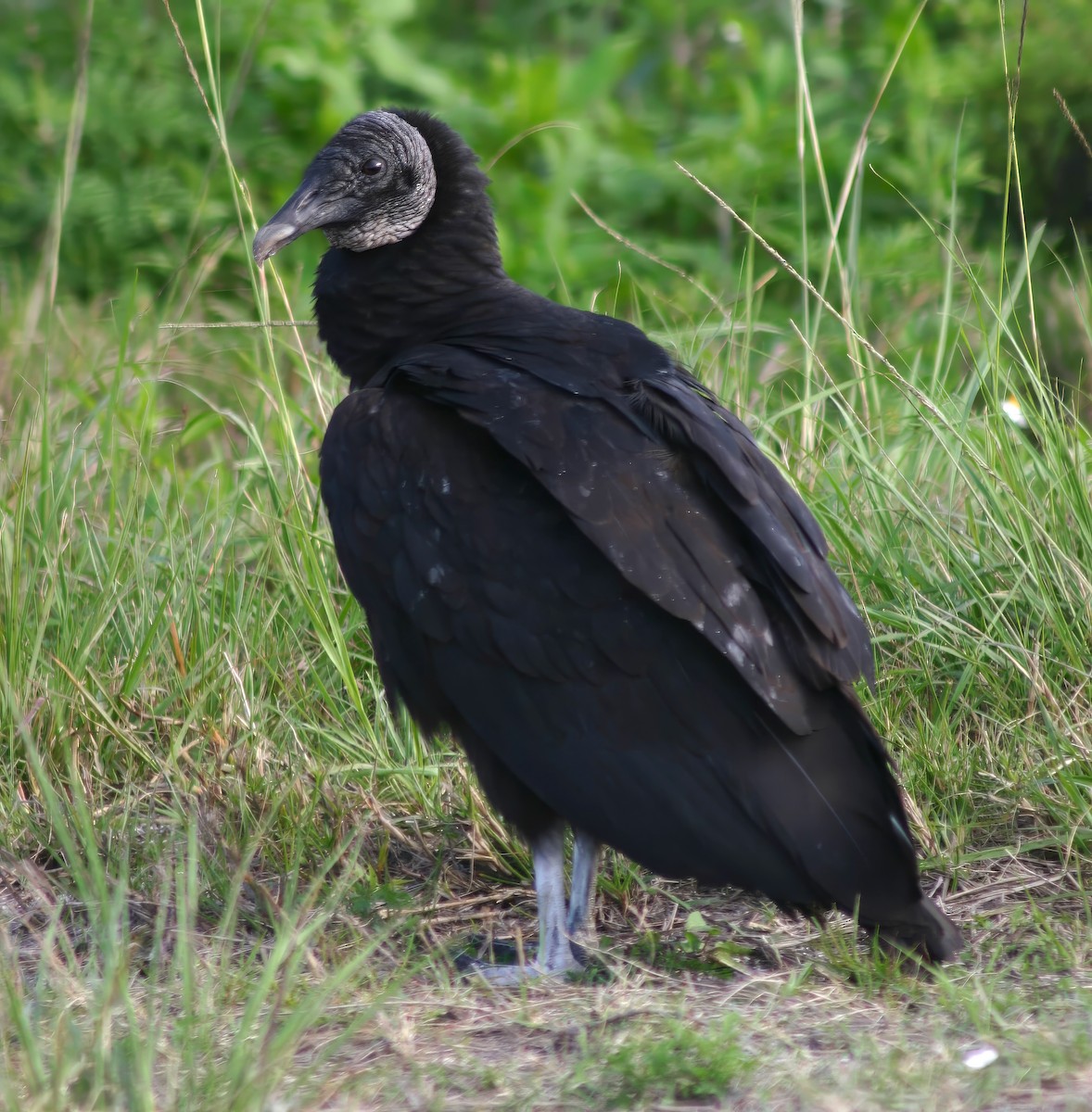 Black Vulture - ML615441572
