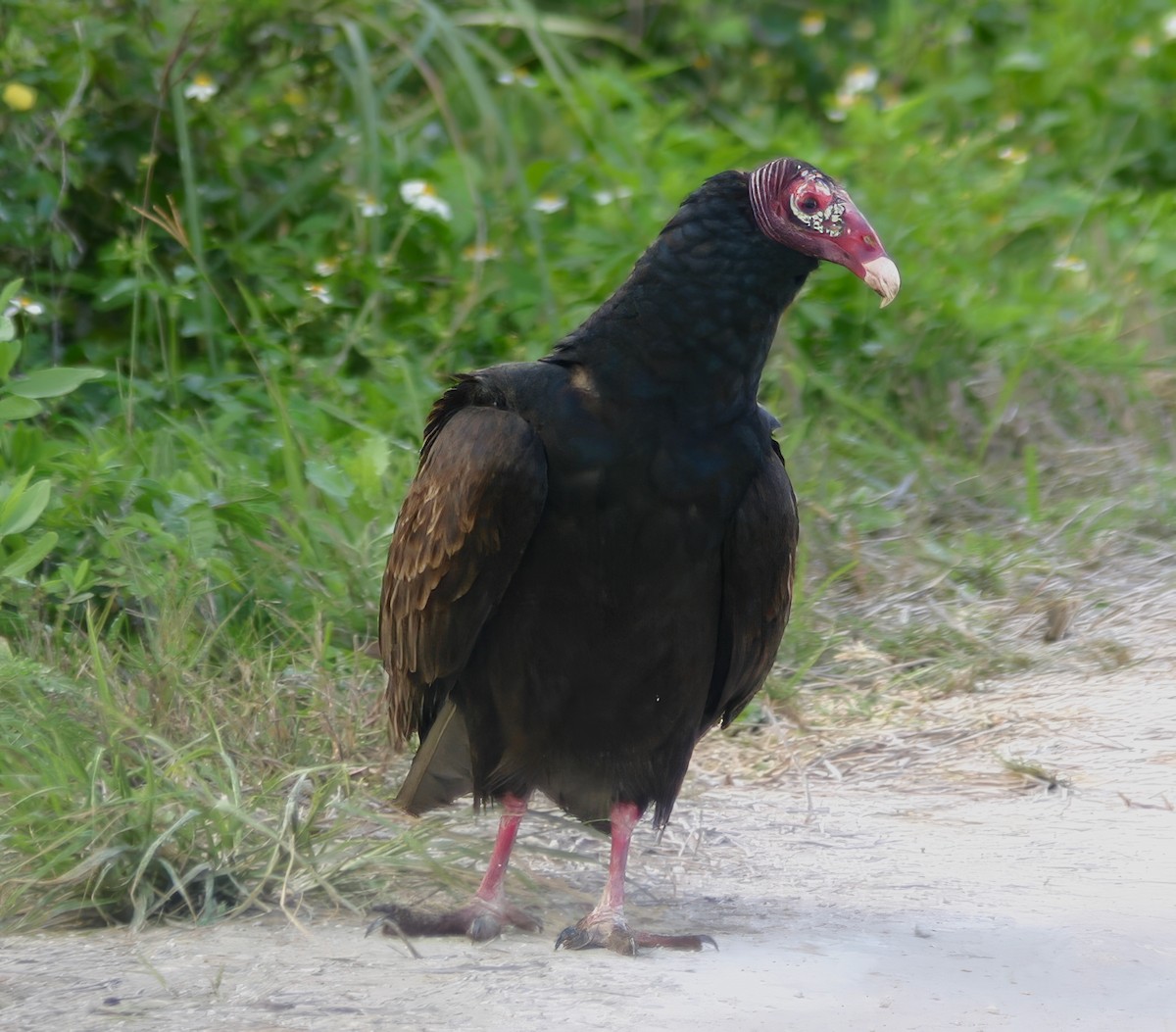 Turkey Vulture - ML615441580