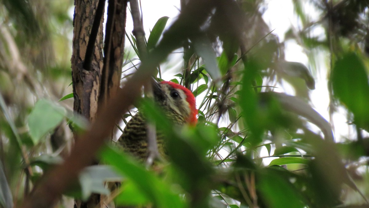 Yellow-vented Woodpecker - ML615441663