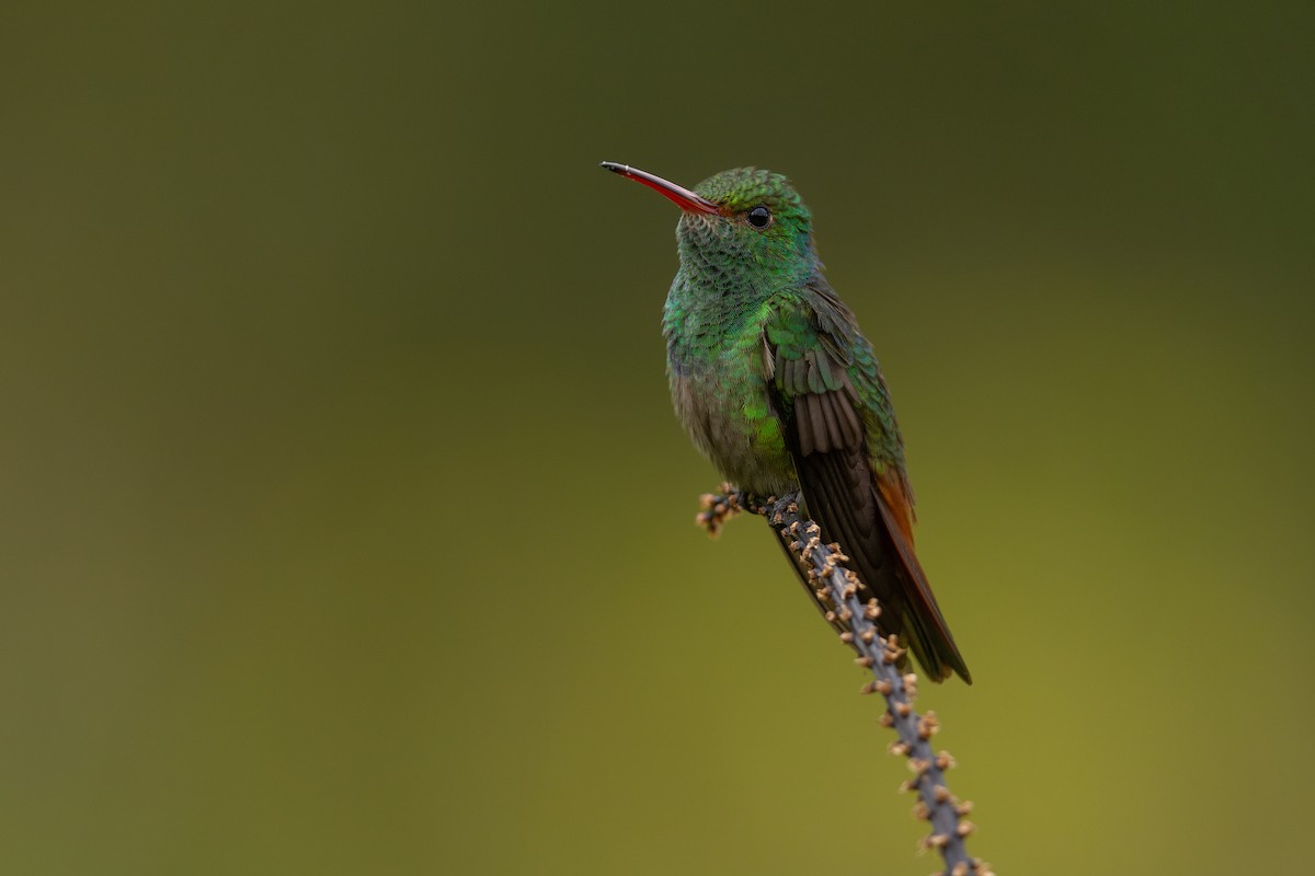 Rufous-tailed Hummingbird - ML615441860