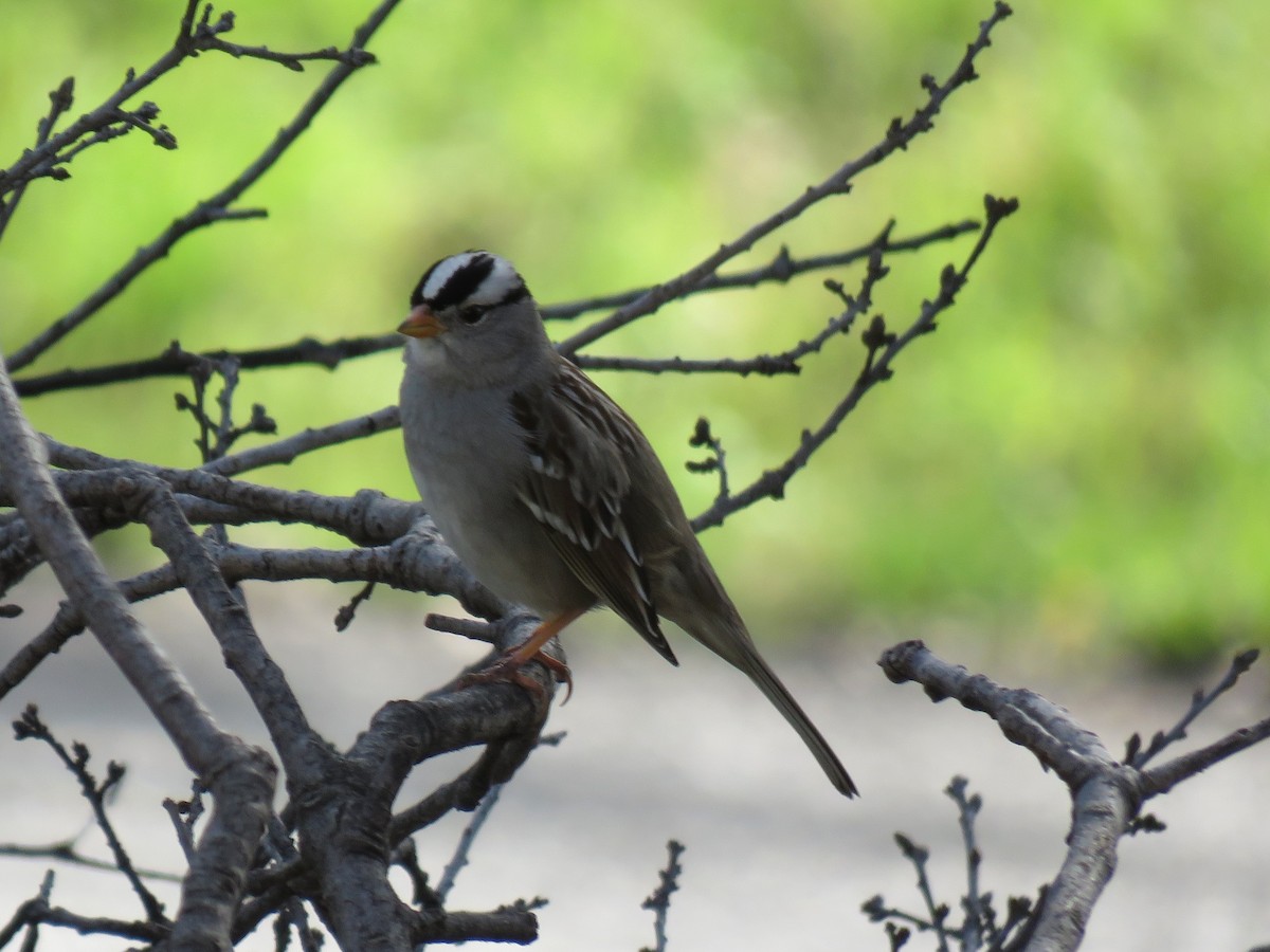 White-crowned Sparrow (Gambel's) - Bruce Deuel