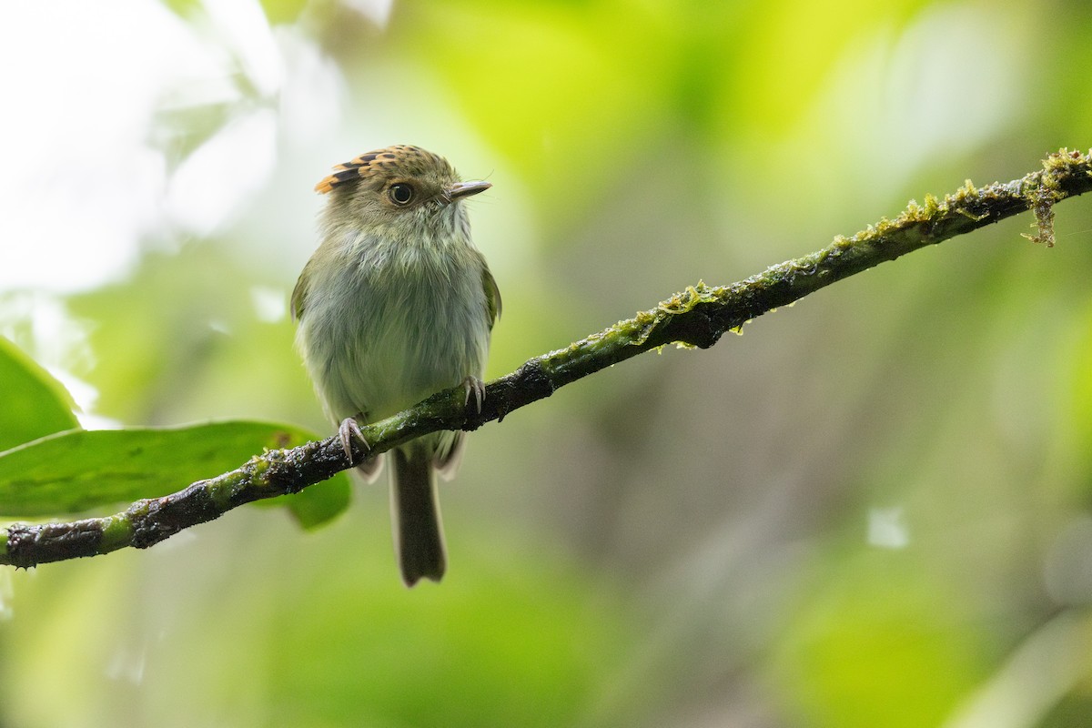 Scale-crested Pygmy-Tyrant - ML615442062