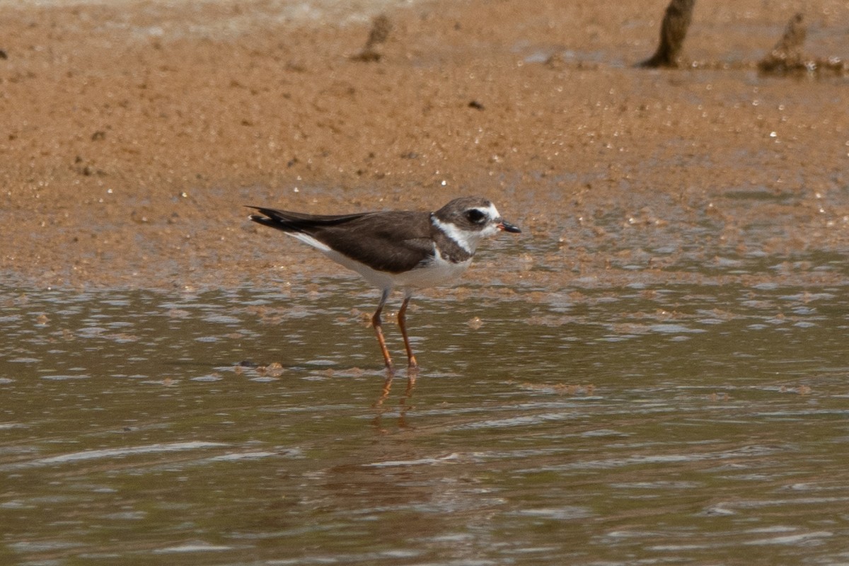 Semipalmated Plover - ML615442073