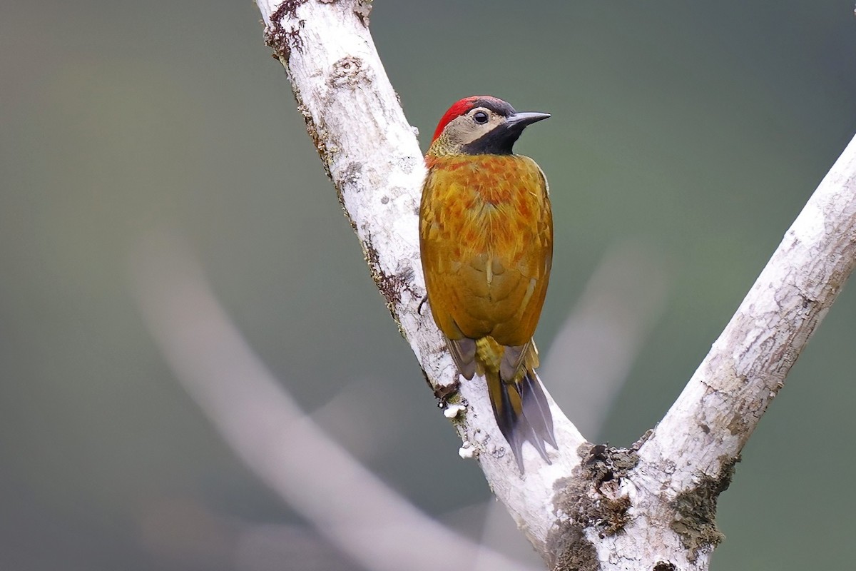Yellow-vented Woodpecker - ML615442113
