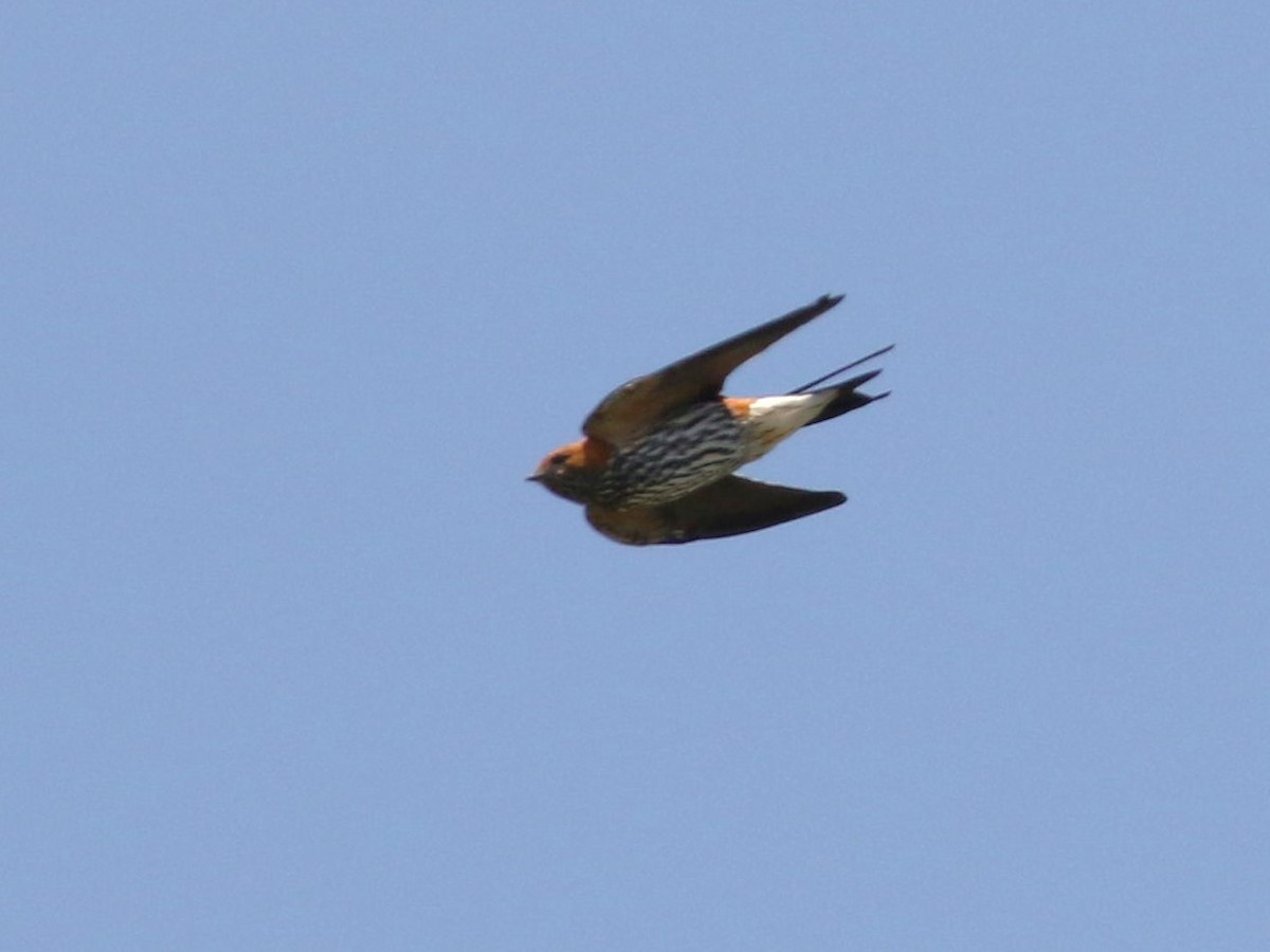 Lesser Striped Swallow - ML615442294