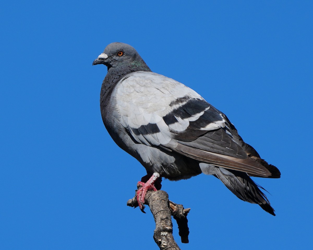 Rock Pigeon (Feral Pigeon) - ML615442381