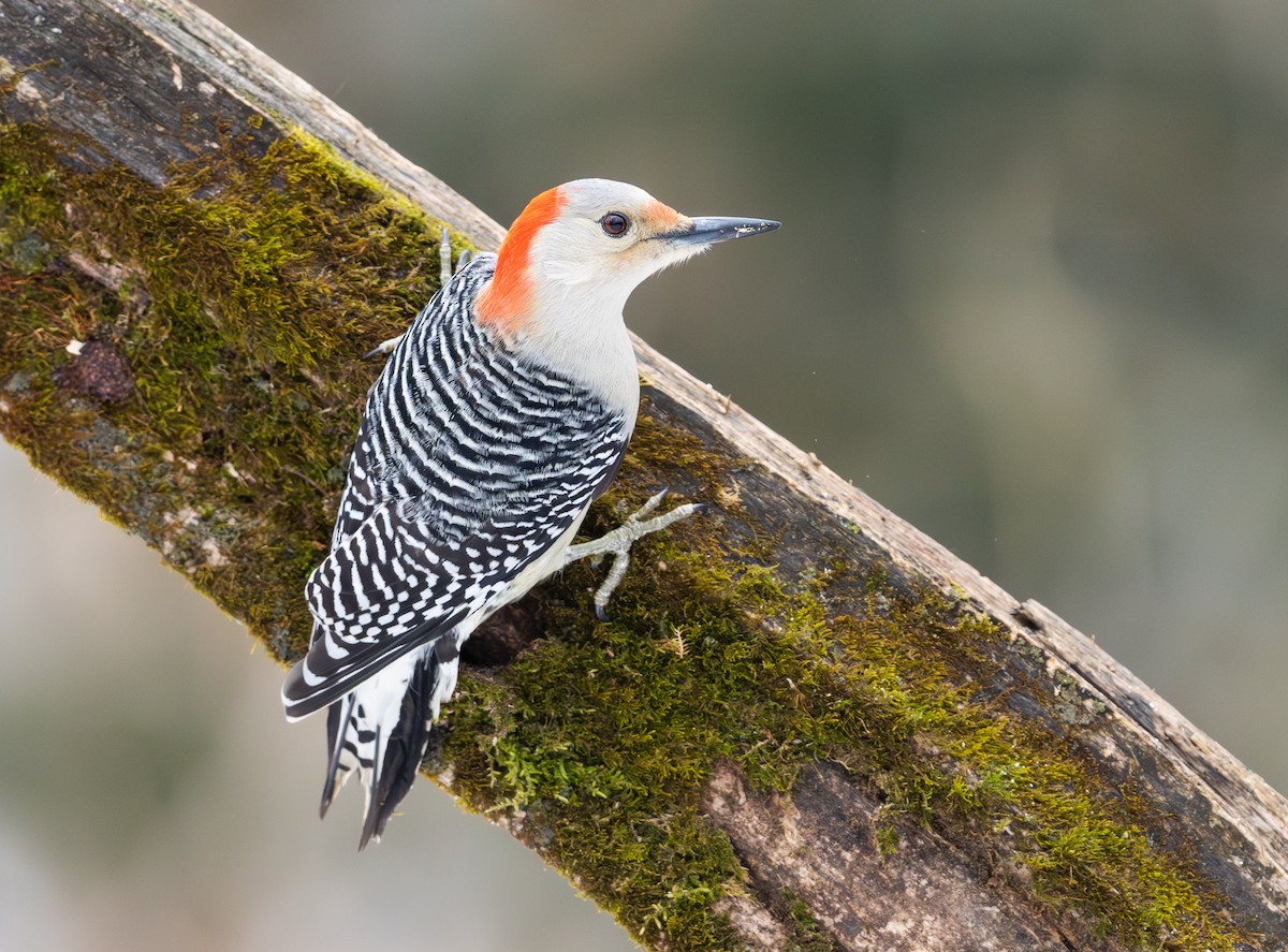 Red-bellied Woodpecker - Simon Boivin