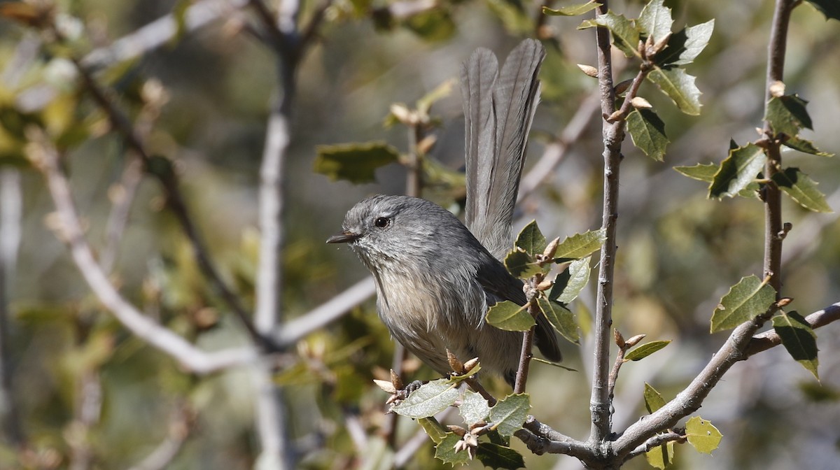 Wrentit - ML615442450