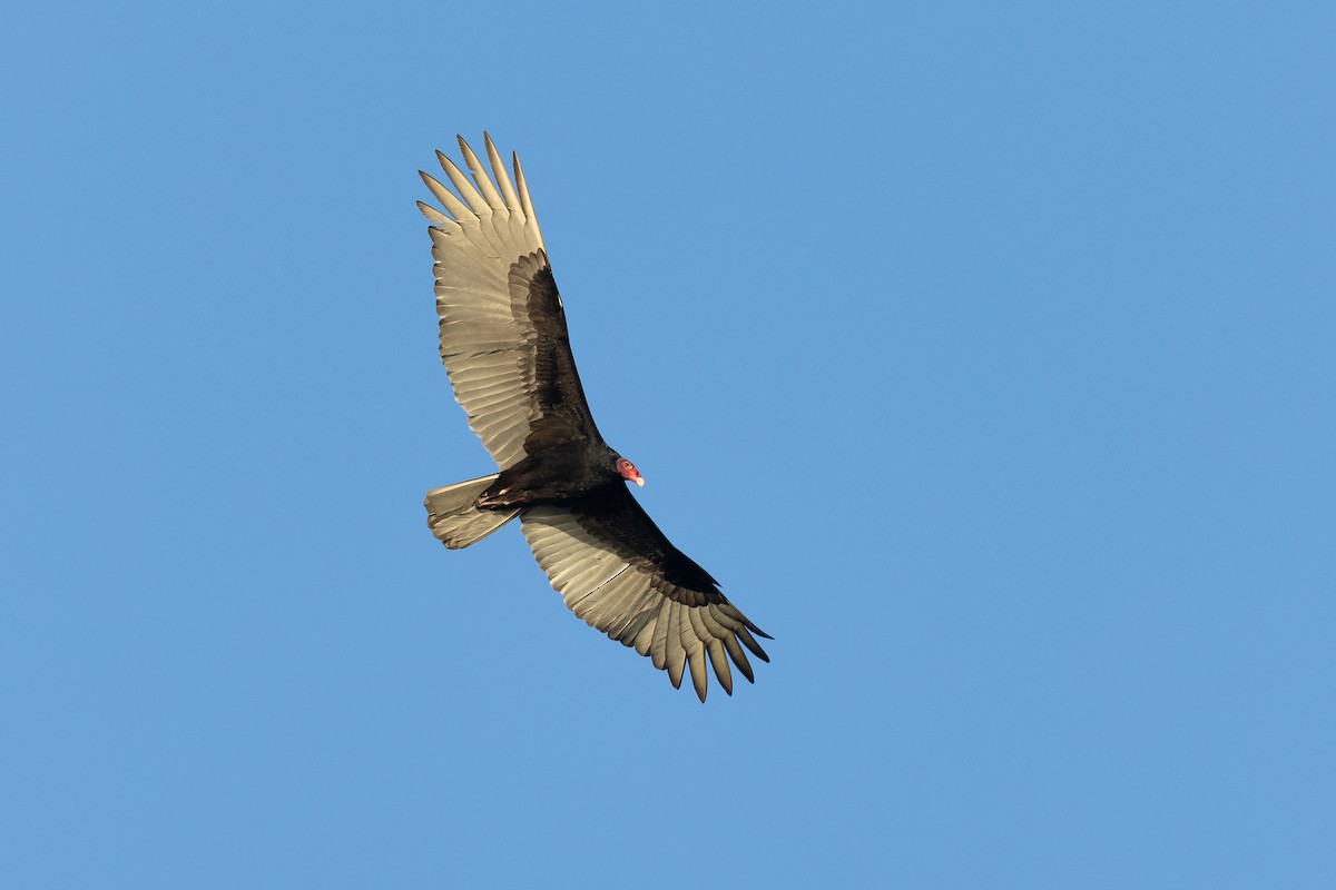 Turkey Vulture - ML615442464