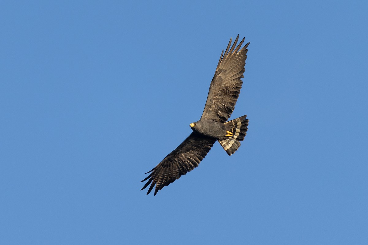 Zone-tailed Hawk - ML615442483