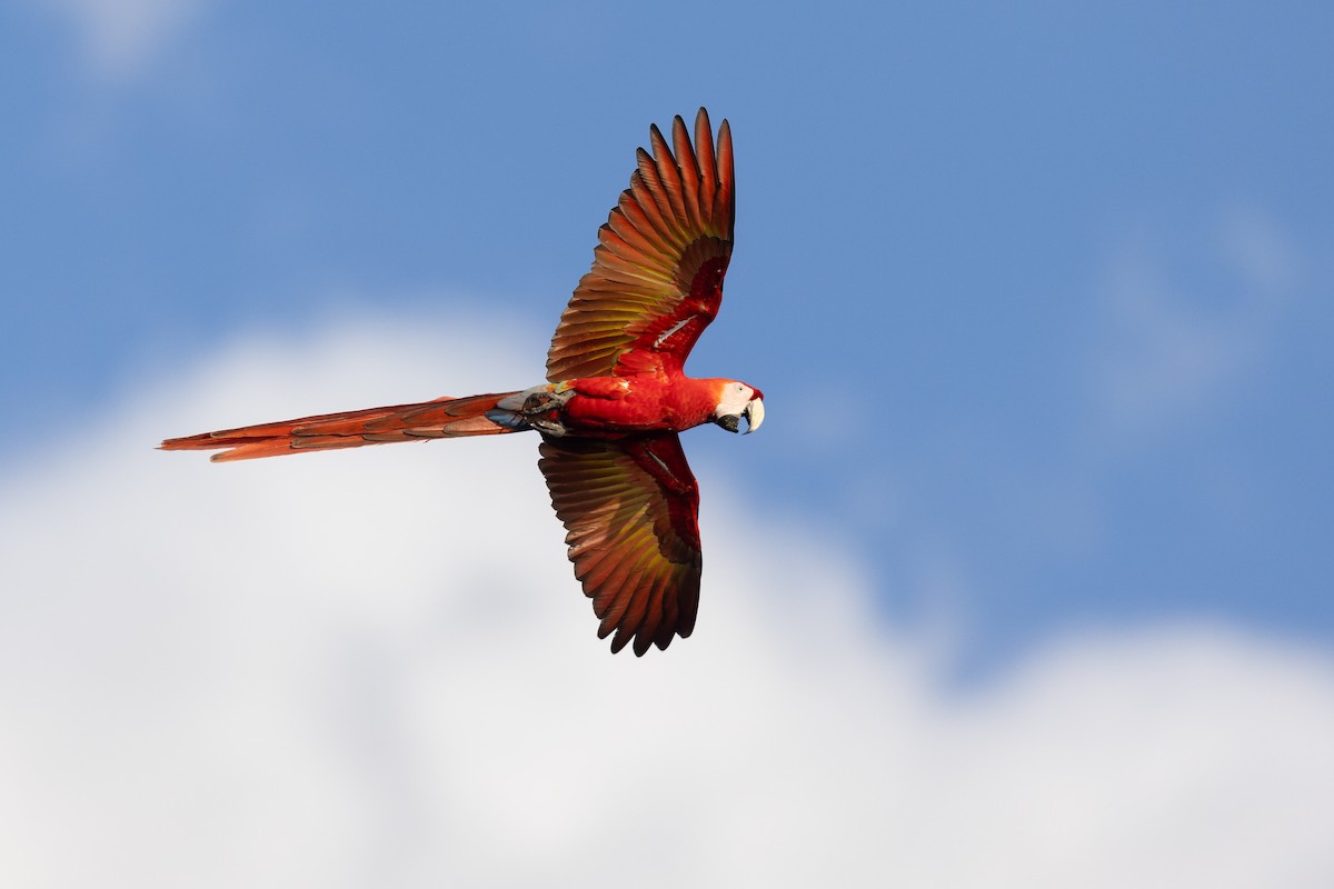 Scarlet Macaw - Mathieu Bally